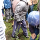 Święto Drzewa